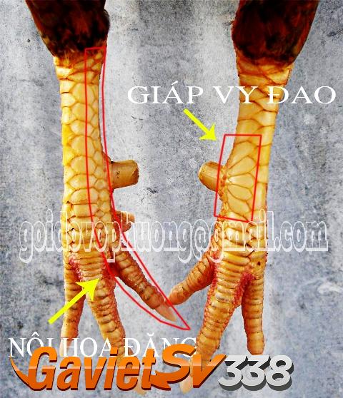 vay ga choi doc 6