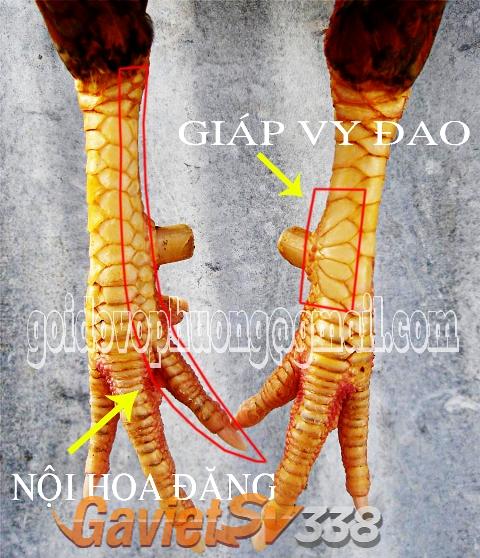 xem vay ga choi 10