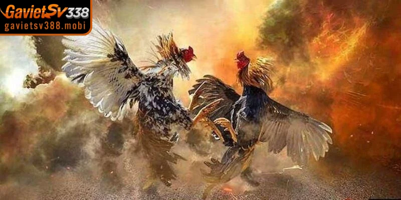 Sân chơi đá gà cập nhật giải lớn, chiến kê độc và kèo thú vị