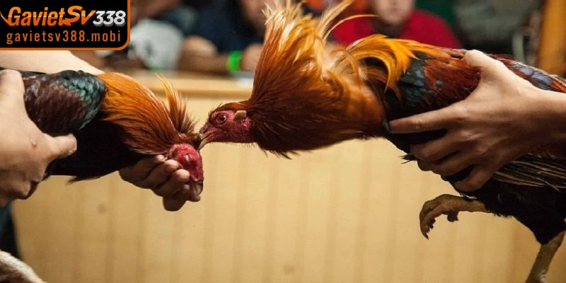 Hệ thống giấy phép trả lời cho câu hỏi đá gà SV388 có hợp pháp không