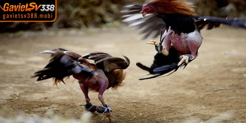 Trải nghiệm cá cược minh bạch giúp bạn xóa tan lo lắng đá gà SV388 