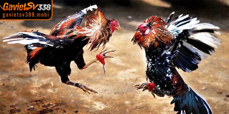 Tìm hiểu đá gà SV388 có hợp pháp không để yên tâm tham gia giải trí