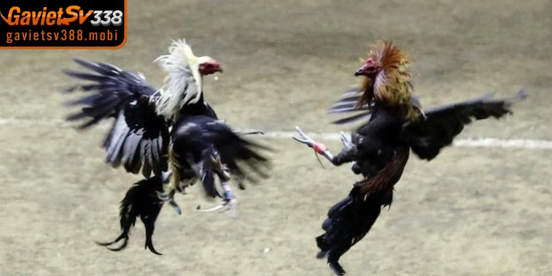Đá gà Thomo là hình thức thi đấu chọi kê hấp dẫn diễn ra tại Campuchia