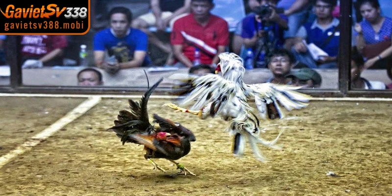 Luật chơi đá gà Thomo chi tiết, dễ nắm bắt cho kê thủ