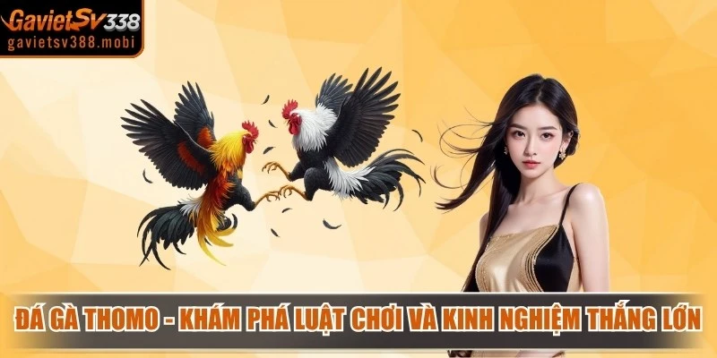 Đá gà Thomo