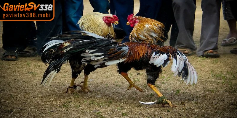 Giống gà Mỹ nổi tiếng với sự nhanh nhẹn cùng lối tấn công dồn dập