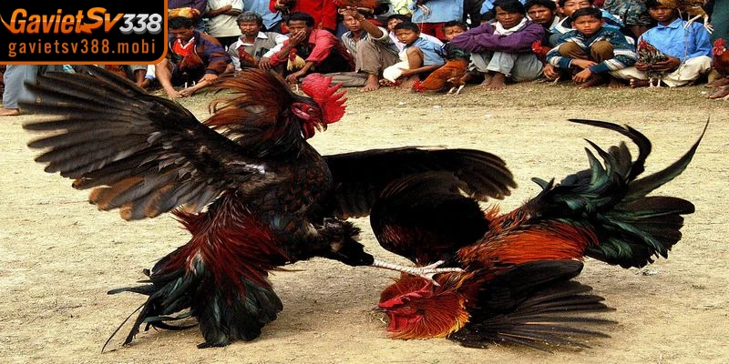 Xem đá gà trực tiếp với góc quay cận cảnh mọi đòn cáo đỉnh cao