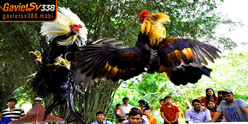 Những màn so tài đá gà trực tiếp nảy lửa giữa các dòng gà danh tiếng