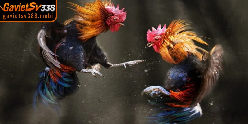 Giải mã thắc mắc Gavietsv388 có uy tín không