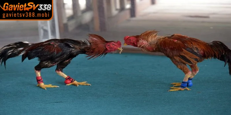 Mọi hoạt động đặt cược tại Gavietsv388 đều tuân thủ luật pháp quốc tế