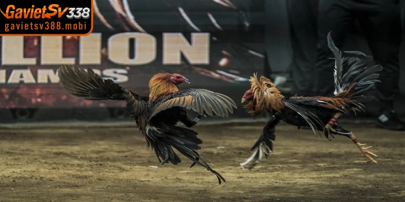 Các kênh phát sóng đá gà phổ biến, được ưa chuộng hiện nay