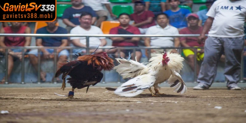 Những lưu ý quan trọng khi xem đá gà qua kênh phát sóng trực tiếp