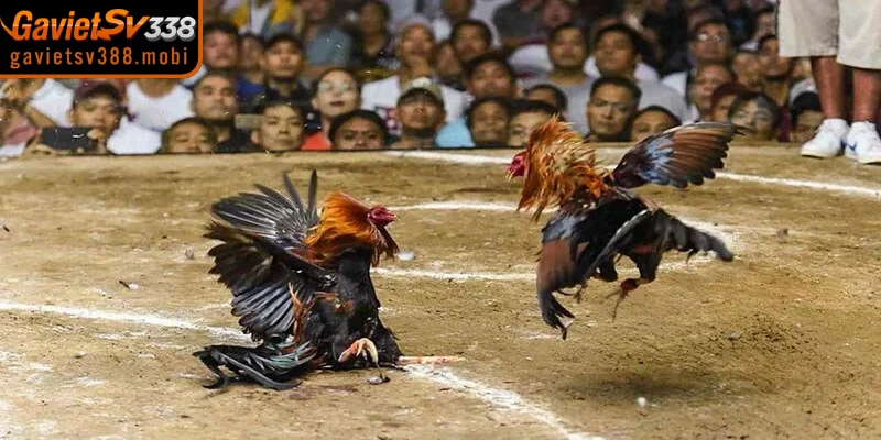 Phát sóng đá gà tích hợp hình ảnh và âm thanh sống động trong trận đấu