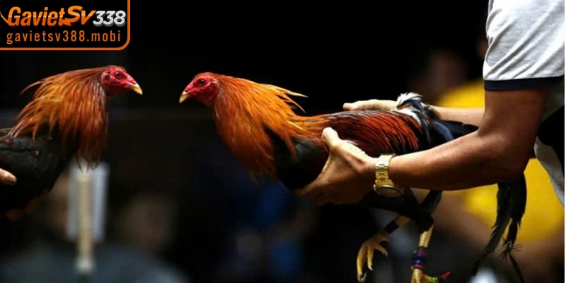 Thuốc đá gà đóng vai trò giúp kích hoạt tối đa tiềm năng ẩn bên trong chiến kê