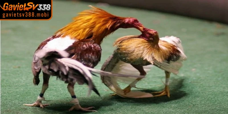 Lý do trường gà Campuchia thu hút đông đảo các sư kê lựa chọn