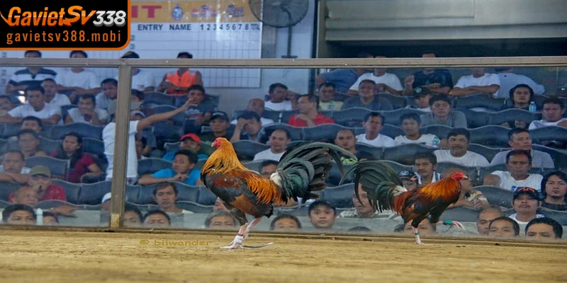 Đảm bảo an toàn thông tin khi thực hiện truy cập Gavietsv388 hôm nay