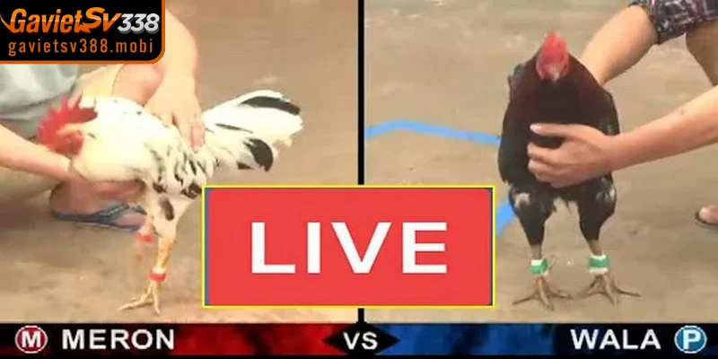 Các loại hình đá gà online phổ biến tại Gavietsv388