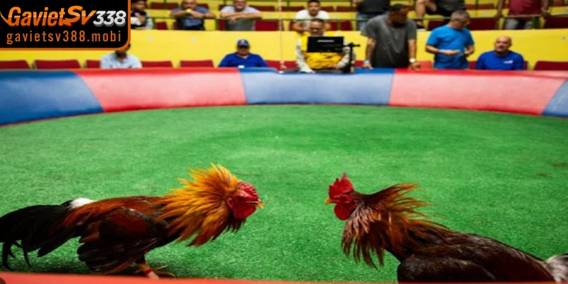 Thể loại thi đấu đa dạng khi xem đá gà trực tiếp Gavietsv388 hôm nay