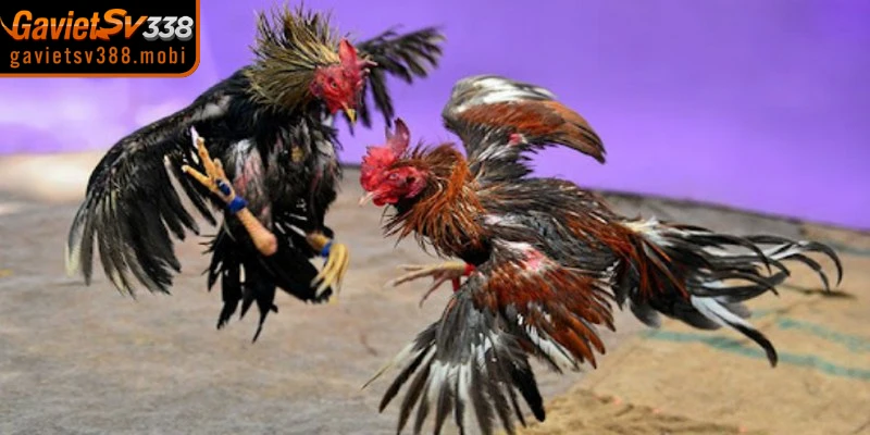 Thỏa mãn đam mê khi xem đá gà trực tiếp Gavietsv388 hôm nay